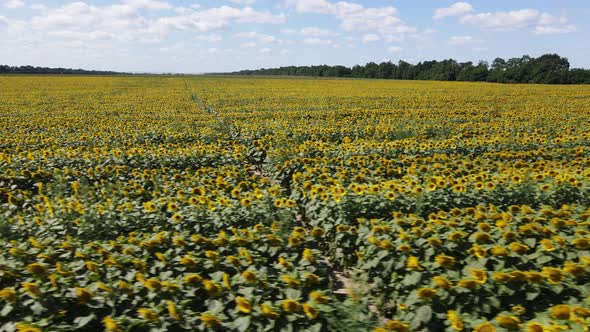 Large Field with Sunflowers on a Sunny Summer Day