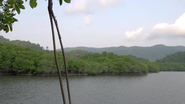 Sliding wide angle view of mangrove forests in tropical wetland area