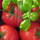 Fresh Ripe  Red Tomatoes And Green Basil Leaves. Tomatoes Are Watered. Raw Organic Vegetables. - VideoHive Item for Sale