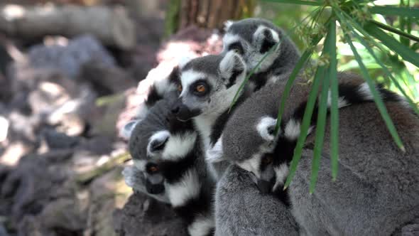 Ring-Tailed Lemurs Huddled Together