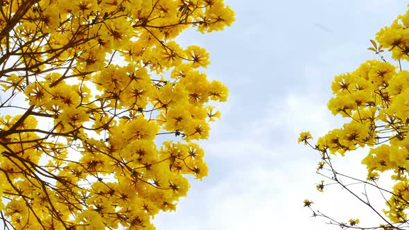 Tabebuia Flower Blossom in the Garden