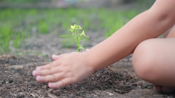 Little kid hand planting seedlings growing a tree in soil on the garden