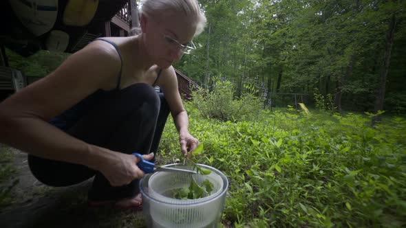 Sunny, backlit, mature, beautiful woman picking fresh, home grown arugula in a garden. The ultimate