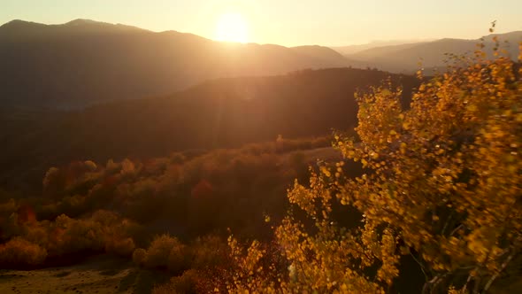 Flying Close to Tree Covered in Golden Leaves at Sunset