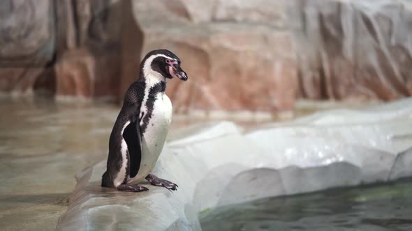 Penguin Cleans Itself on Coast Near Water