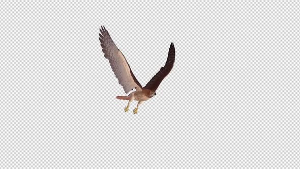 Red Tail Hawk - 4K Flying Loop - Side Angle alt