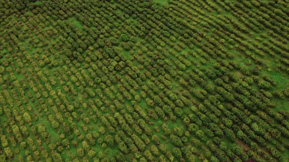 Aerial Top View of Asian Tea Plantation