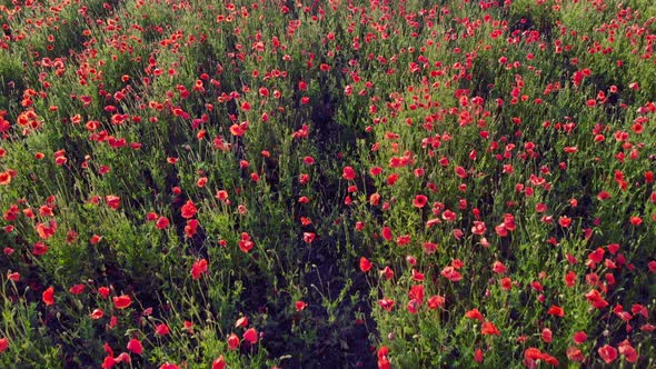 Red Poppies are Blooming in the Field