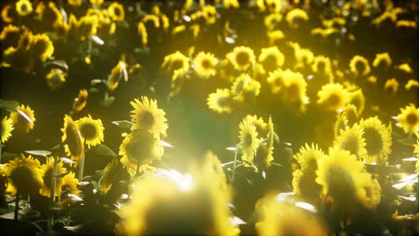 Sunflowers Blooming in Late Summer