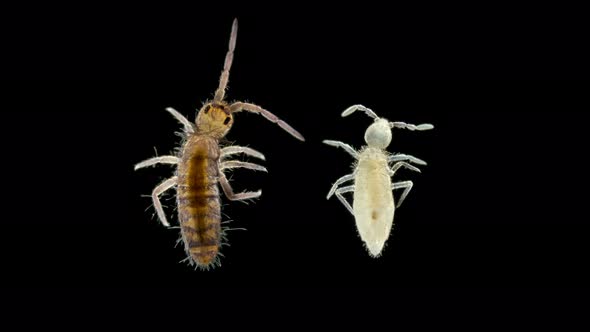 Collembola Insect or Springtail Under the Microscope