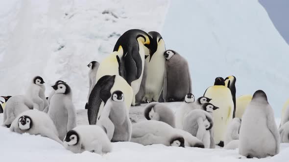 Emperor Penguins with Chicks in Antarctica