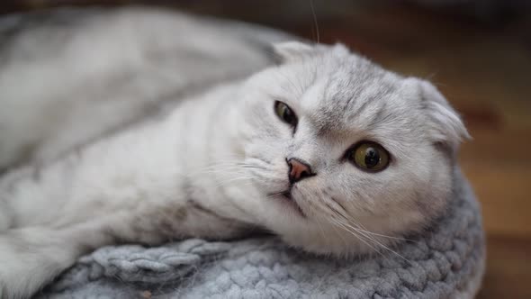 Scottish Fold Gray Cute Cat Lies in Its Couch and Looks in Surprise with Green Eyes