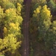 The Drone Is Flying Over the Autumn Forest Along of Rails - VideoHive Item for Sale