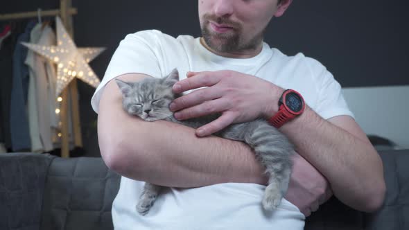 Caucasian Male Holds Small Cute Gray Scottish Straight Kitten in Arms That Falls Asleep at Home on