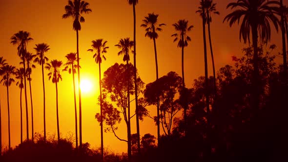 Sun Setting Behind Palm Trees