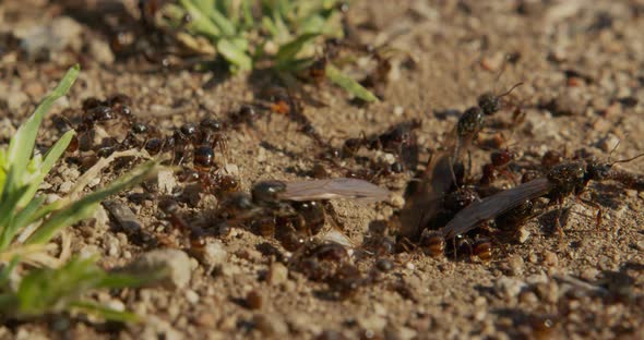 Colony Ants on an Anthill Closeup