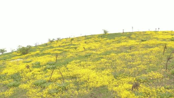 Cloudy sky over Basket of gold Alyssum Aurinia saxatilis flower 4K drone footage