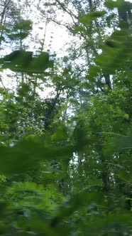 Vertical Video of Green Forest By Day