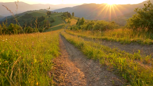 Hiking Journey To Mountains, Walking a Path Among Rich Grass and Wildflowers During Sunset