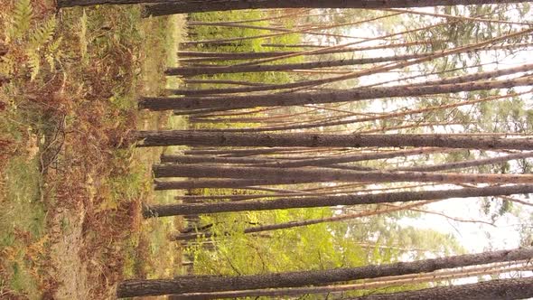 Vertical Video of an Autumn Forest During the Day in Ukraine