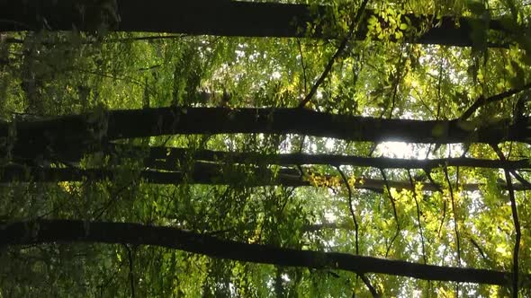 Vertical Video Autumn Forest with Trees in Ukraine Slow Motion