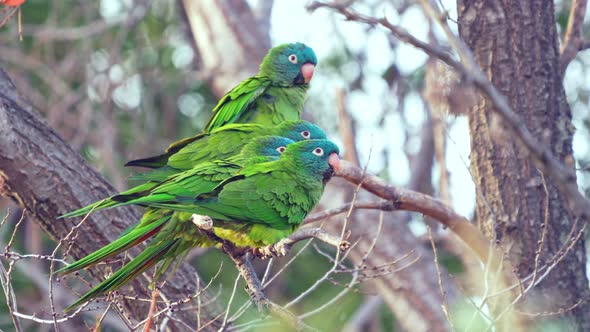 A group of Blue-crowned Parakeets ( Thectocercus acuticaudatus) perching on a tree branch while groo