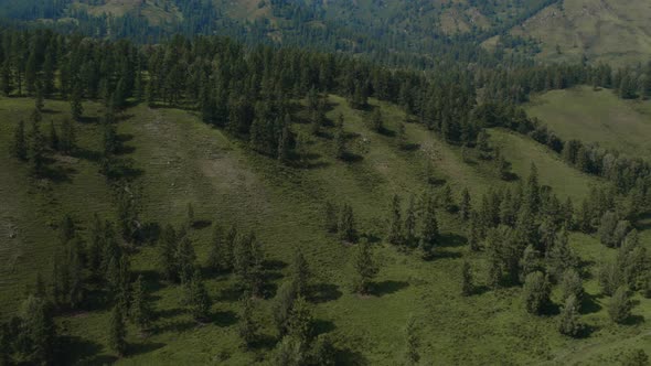 Deep green forest and mountains in Altai