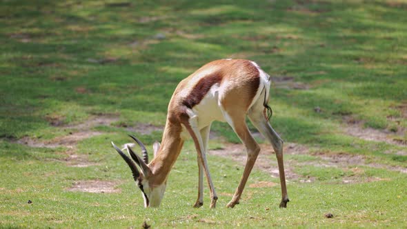 Dorcas Gazelle, Gazella dorcas neglecta grazing in the meadow.