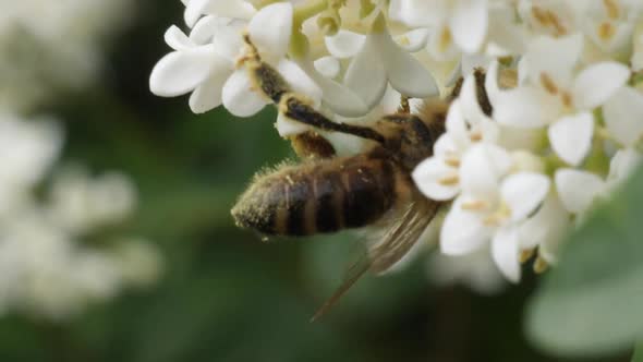 Beautiful macro shot of a bee getting pollinated from a white blossom in slow motion.