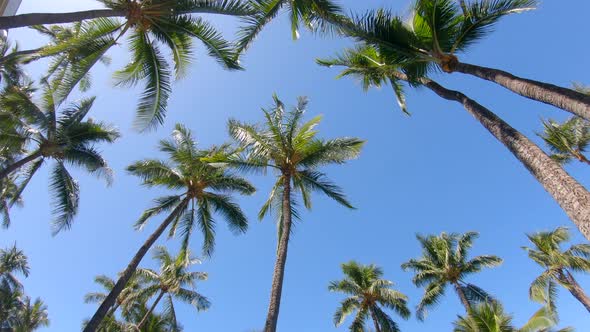 Palm trees provide shade in Maui, Hawaii