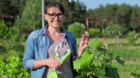 Woman Gardener Farmer Making Garter of Vine Bushes in Vineyard Using Professional Equipment