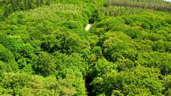 Aerial view of green forest in summer, Poland