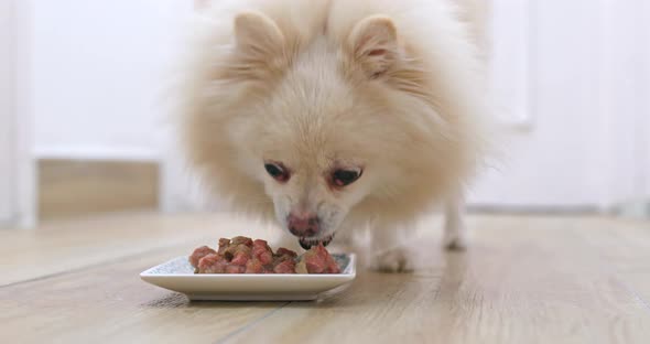 Feeding Pomeranian dog