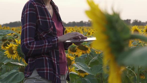 Modern Smart Agriculture, Farming. Study, Analysis, Research Industrial Fields. Woman Without Face