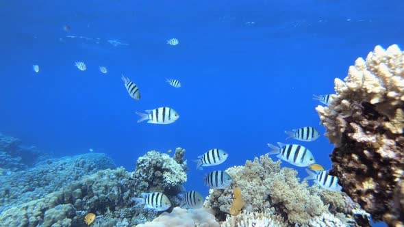 Coral Garden Fish Scene