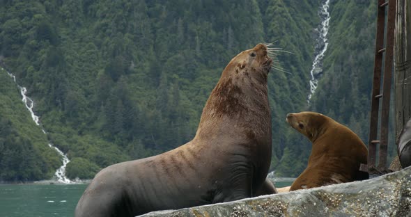 North American Sea Lion and Pup on Scenic Coastline of Alaska, USA, Slow Motion Full Frame Close Up.