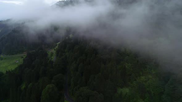 Fog Over The Forest And Road