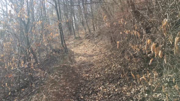 Walking on a forest road, early spring season