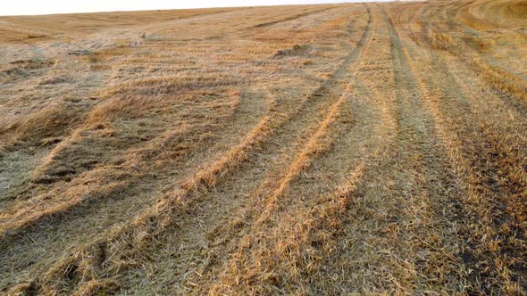 Aerial Drone View Flight Over Stalks of Mown Wheat in Wheat Field