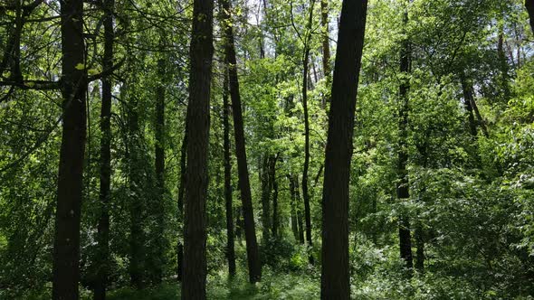 Beautiful Green Forest on a Summer Day Slow Motion