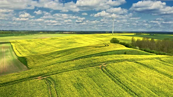 Rape fields and wind turbine. Aerial view of agriculture, Poland