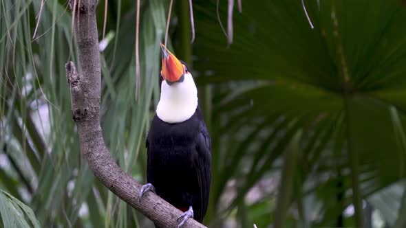 Close up of a toco toucan standing on a branch surrounded by nature looking around on a rainy day. S