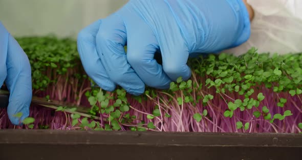 Farmer Cuts the Sprouts of Microgreens with Scissors Collecting the Microgreens Harvest Vitaminized