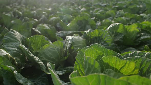 Young Cabbage Grows In The Field