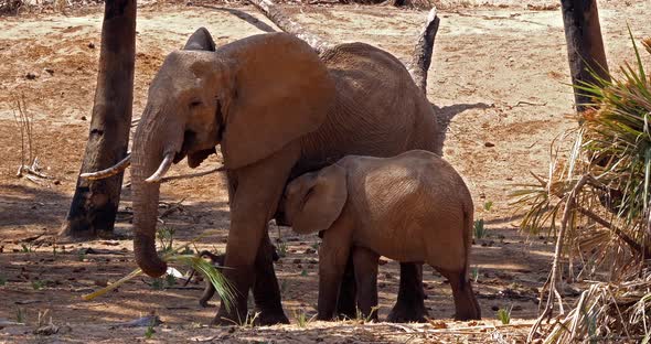 African Elephant, loxodonta africana, Mother and Calf Suckling, Samburu Park in Kenya, Real Time 4K