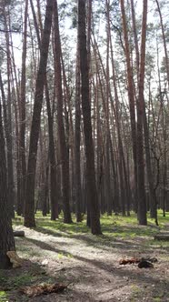 Vertical Video of Beautiful Forest Landscape Aerial View