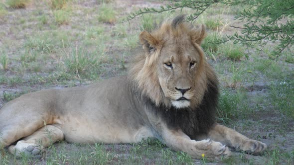 Male lion laying down while looking in to the camera 