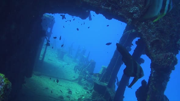 Shipwreck with batfish lying on sea floor in deep blue ocean