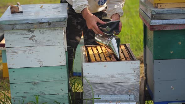 Beekeeper is working with bees and beehives on the apiary. Frames of a bee hive