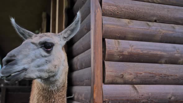 Brown Lama in Zoo